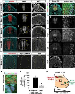 GDE6 promotes progenitor identity in the vertebrate neural tube